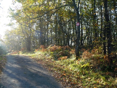 Vente de terrain ag3 immo Annonce immobilière. Forêt de la grésigne